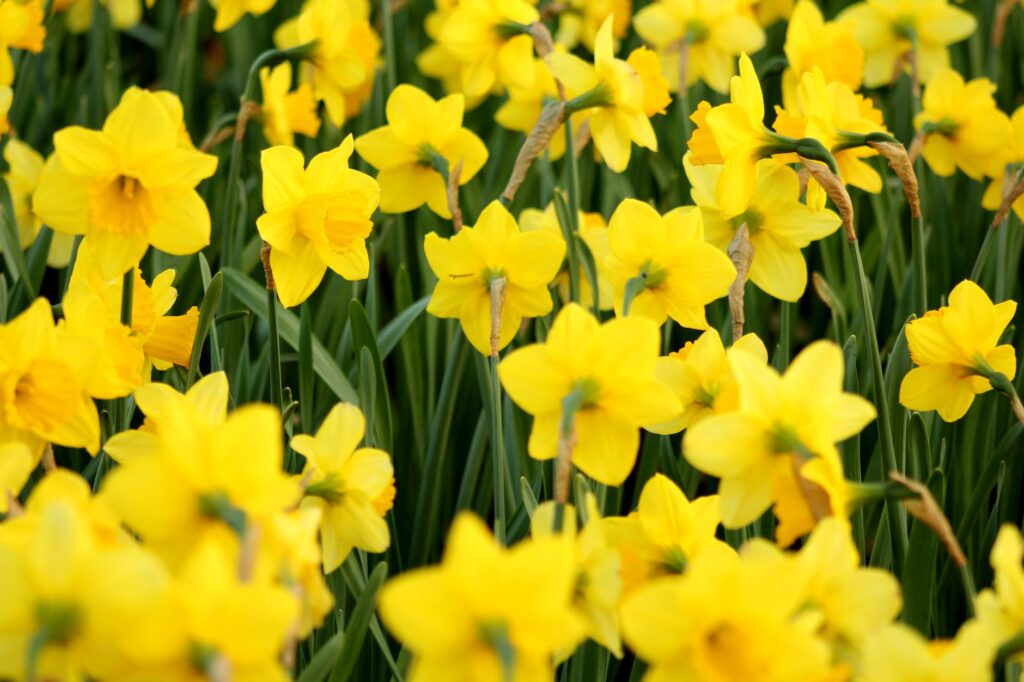 A Summary and Analysis of "Daffodils" by William Wordsworth


